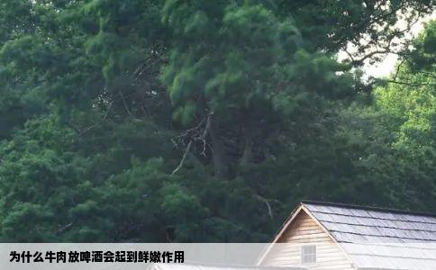 为什么牛肉放啤酒会起到鲜嫩作用
