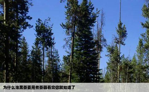 为什么泡黑茶要用煮茶器看完你就知道了