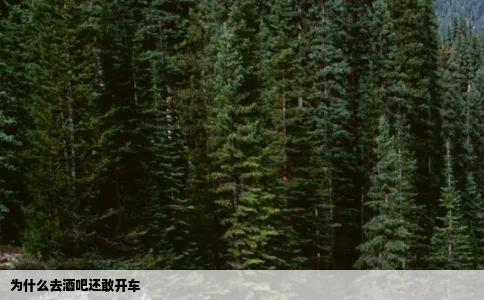 为什么去酒吧还敢开车