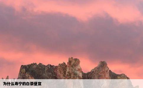为什么寿宁的白茶便宜