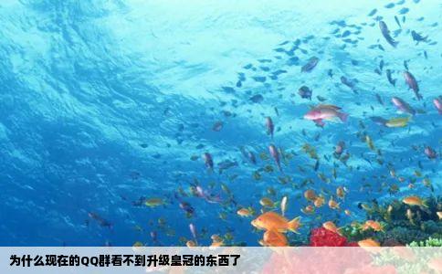 为什么现在的QQ群看不到升级皇冠的东西了