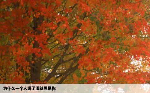 为什么一个人喝了酒就想见你