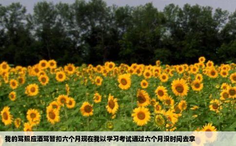 我的驾照应酒驾暂扣六个月现在我以学习考试通过六个月没时间去拿