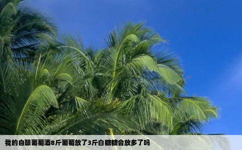 我的自酿葡萄酒8斤葡萄放了3斤白糖糖会放多了吗
