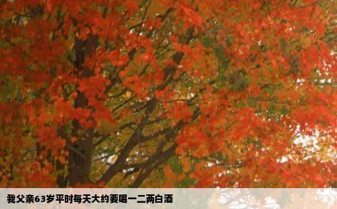 我父亲63岁平时每天大约要喝一二两白酒