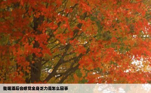 我喝酒后会感觉全身乏力是怎么回事