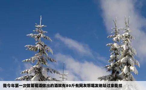 我今年第一次做葡萄酒做出的酒就有80斤有网友想喝发地址过来我给