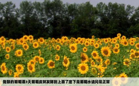 我酿的葡萄酒3天葡萄皮就发酵到上面了底下是葡萄水请问是正常