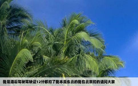 我是酒后驾驶驾驶证12分都扣了我本是东北的我在北京扣的请问大家