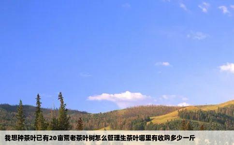 我想种茶叶已有20亩荒老茶叶树怎么管理生茶叶哪里有收购多少一斤