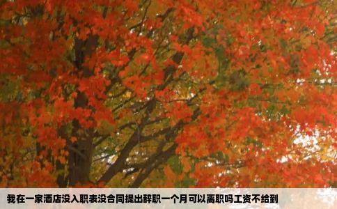 我在一家酒店没入职表没合同提出辞职一个月可以离职吗工资不给到