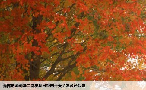 我做的葡萄酒二次发现已经四十天了怎么还起泡