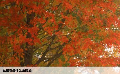 五粮春是什么系的酒