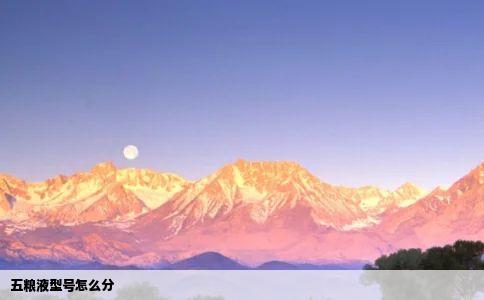 五粮液型号怎么分