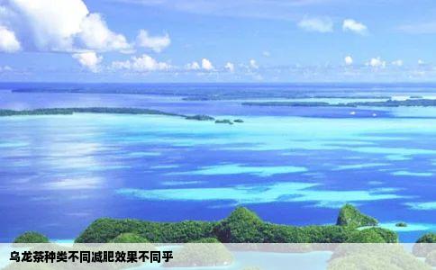 乌龙茶种类不同减肥效果不同乎