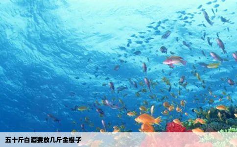 五十斤白酒要放几斤金樱子