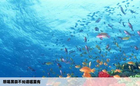 想喝黑茶不知道哪里有