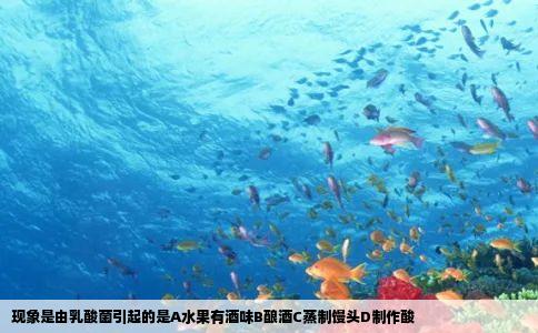 现象是由乳酸菌引起的是A水果有酒味B酿酒C蒸制馒头D制作酸