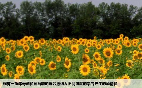 现有一瓶酵母菌和葡萄糖的混合液通入不同浓度的氧气产生的酒精和