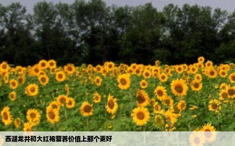 西湖龙井和大红袍营养价值上那个更好