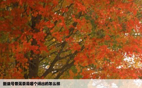 新益号普洱茶是哪个场出的怎么样