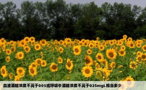 血液酒精浓度不高于005或呼吸中酒精浓度不高于025mgL相当多少