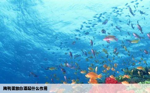 腌鸭蛋放白酒起什么作用