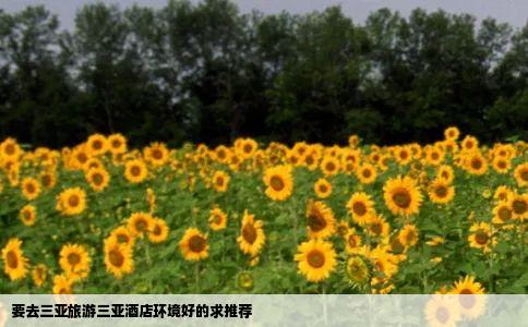 要去三亚旅游三亚酒店环境好的求推荐