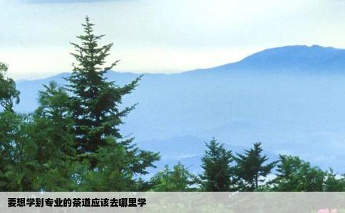 要想学到专业的茶道应该去哪里学