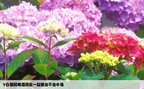 Y白醋和啤酒混在一起喝会不会中毒