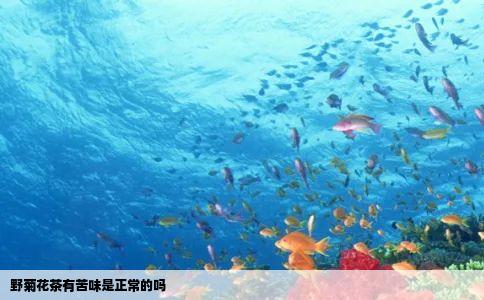 野菊花茶有苦味是正常的吗