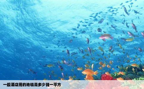 一般酒店用的地毯是多少钱一平方