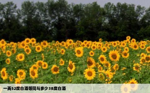 一两52度白酒等同与多少38度白酒