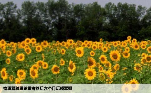 饮酒驾驶理论重考然后六个月后领驾照