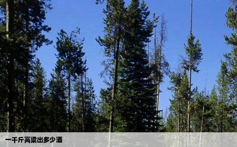 一千斤高粱出多少酒