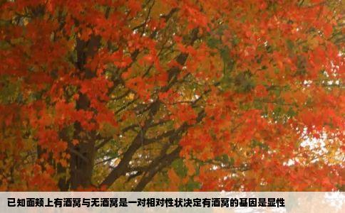 已知面颊上有酒窝与无酒窝是一对相对性状决定有酒窝的基因是显性