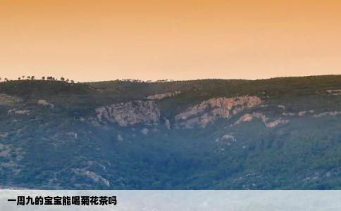 一周九的宝宝能喝菊花茶吗