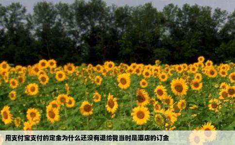 用支付宝支付的定金为什么还没有退给我当时是酒店的订金