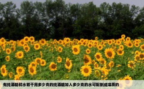 有纯酒精和水若干用多少克的纯酒精加入多少克的水可配制成溶质的