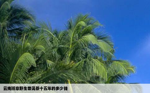 云南班章野生普洱茶十五年的多少钱