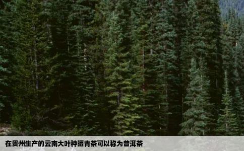 在贵州生产的云南大叶种晒青茶可以称为普洱茶