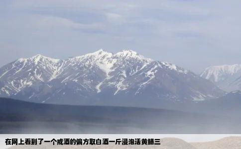 在网上看到了一个戒酒的偏方取白酒一斤浸泡活黄鳝三