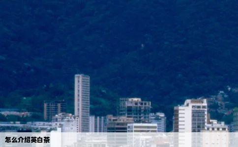 怎么介绍英白茶