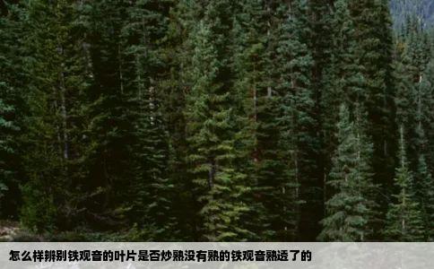 怎么样辨别铁观音的叶片是否炒熟没有熟的铁观音熟透了的