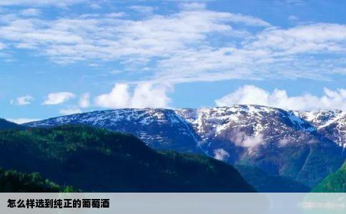 怎么样选到纯正的葡萄酒