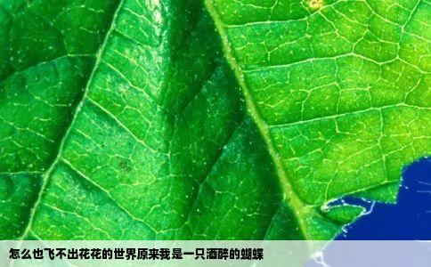 怎么也飞不出花花的世界原来我是一只酒醉的蝴蝶