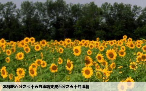 怎样把百分之七十五的酒精变成百分之五十的酒精