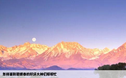 怎样鉴别碧螺春的好坏大神们帮帮忙