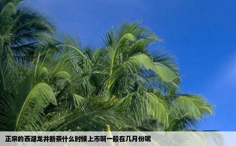 正宗的西湖龙井新茶什么时候上市啊一般在几月份呢