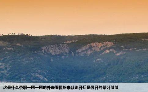 这是什么茶啊一团一团的外表看像粉未状泡开后是展开的茶叶皱皱